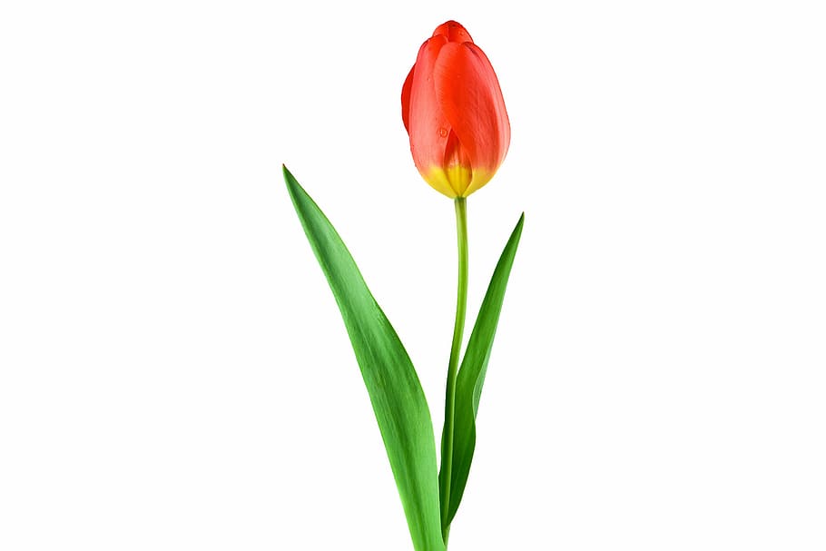 red, tulips, green, leaf, tulip, plant, flower, stengel, drop of water, frisch