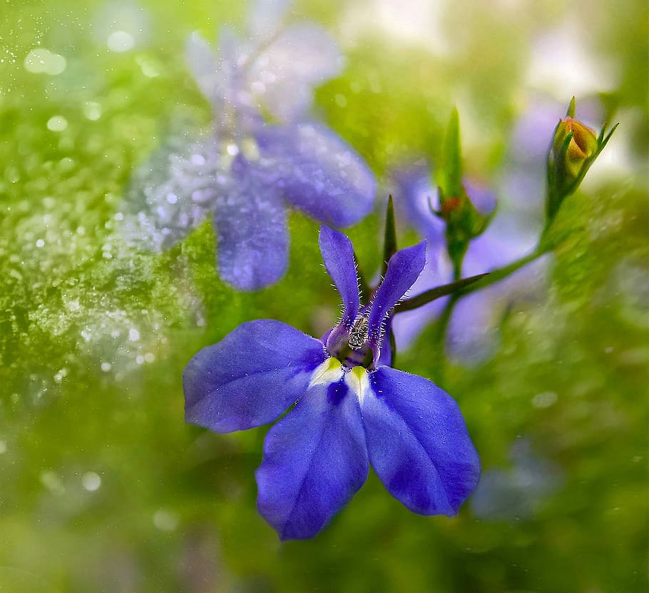 summer, flower, lobelia, blue, flowering plant, plant, purple, fragility, beauty in nature, freshness