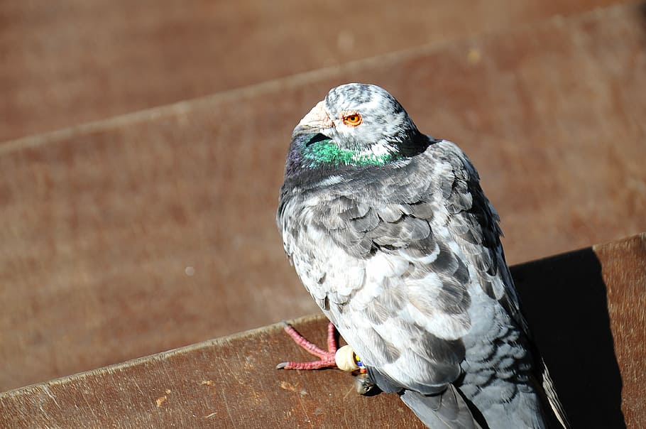 ハト, 鳥, 動物, 1匹の動物, 脊椎動物, 野生動物, 野生の動物, 人間なし, 前景, 猛禽類