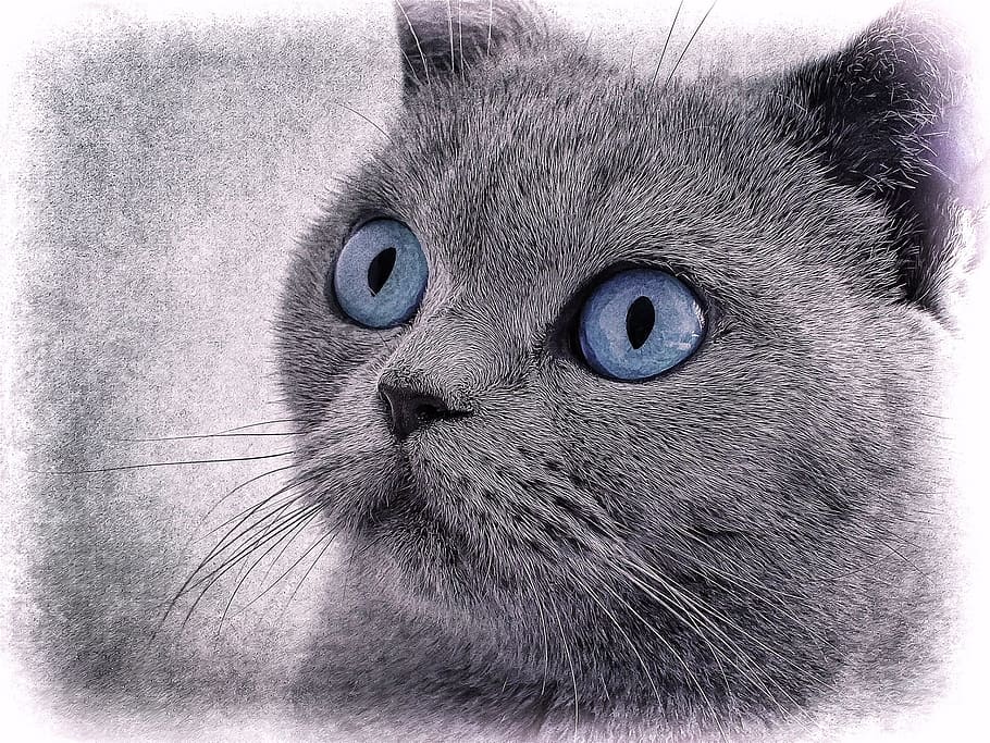 dibujo de gato gris, gato, dibujo de gato, ojo azul, dibujo, gris, animal, mascota, un animal, temas de animales