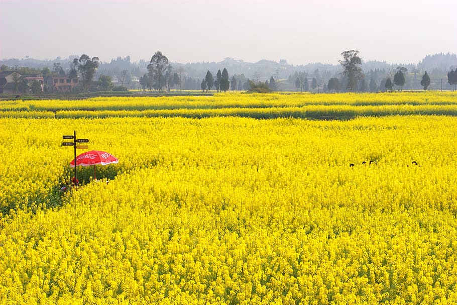 the scenery, rape, golden yellow, yellow, plant, field, land, landscape, growth, beauty in nature