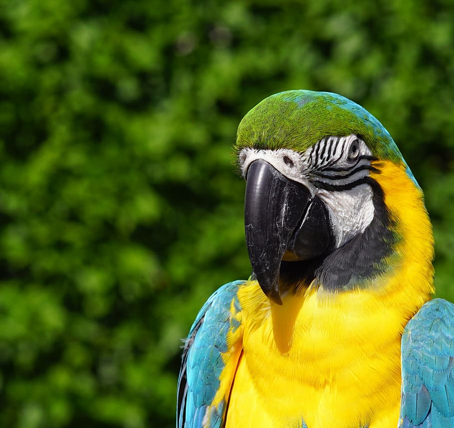 blauara, parrot, bird, feather, colorful, animal, macaw, nature, wildlife, beak