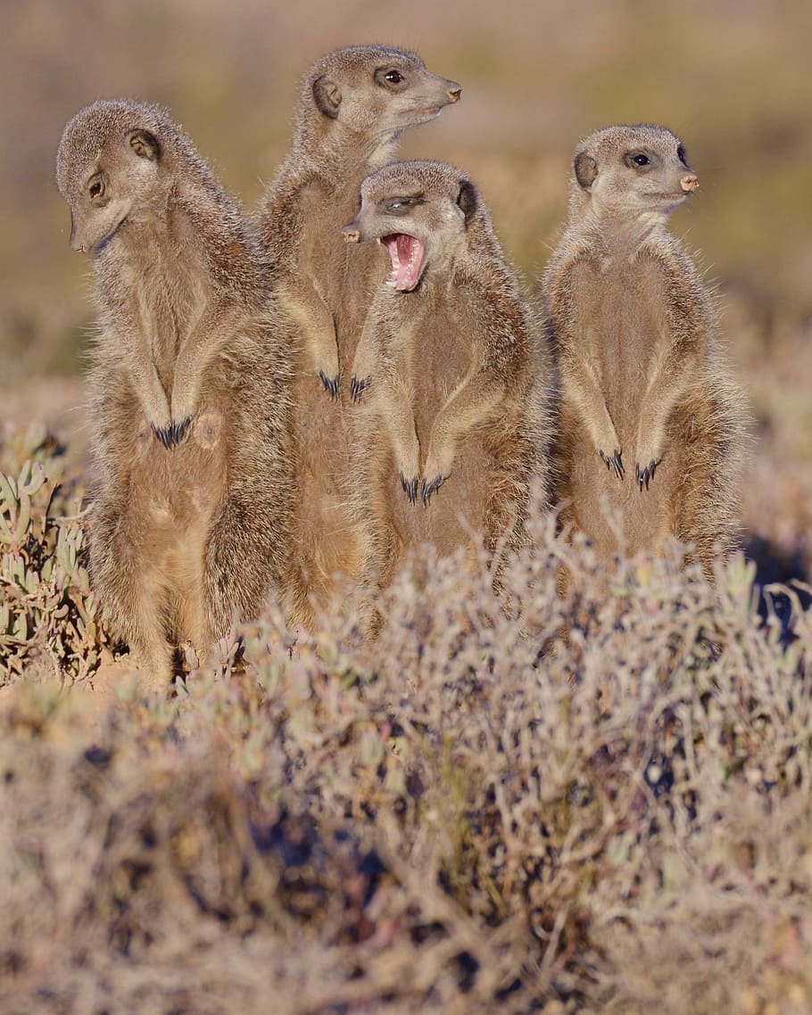 shallow, focus photography, brown, four, legged, animals, shallow focus, photography, four legged animals, meerkat
