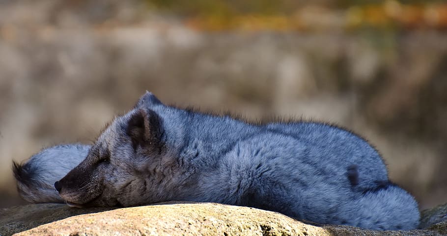 arctic fox, sleep, wild animal, zoo, animal world, tired, relaxed, fur, rest, wildlife photography