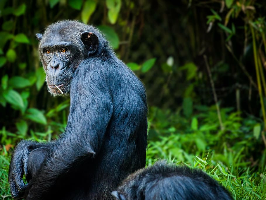 black chimpanzee, chimpanzee, monkey, ape, view, animal wildlife, one animal, animal, primate, animals in the wild