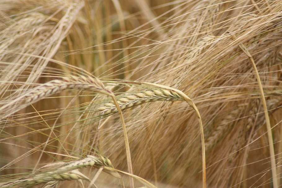 Barley, Grain, Crop, Danish, Agriculture, danish agriculture, cereal, plant, cereal plant, wheat