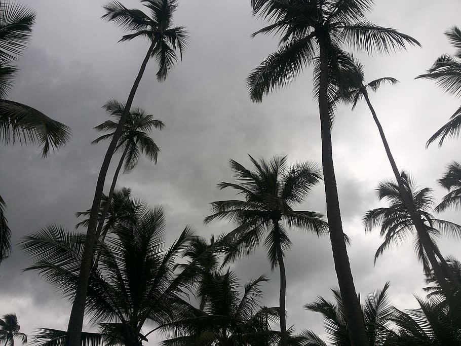Beach, Coconut Tree, Recife, palm tree, tree, tropical climate, tree trunk, silhouette, sky, plant