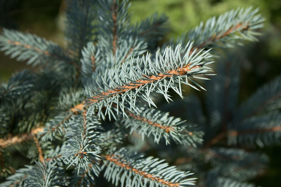 green plant, branches, evergreen, pine, fir tree, pine tree, coniferous, christmas, holiday, xmas