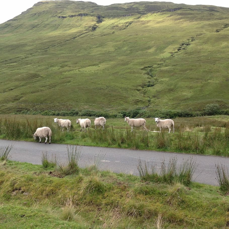 Skye, isla, ovejas, Escocia, escocés, naturaleza, paisaje, montaña, Reino Unido, tierras altas