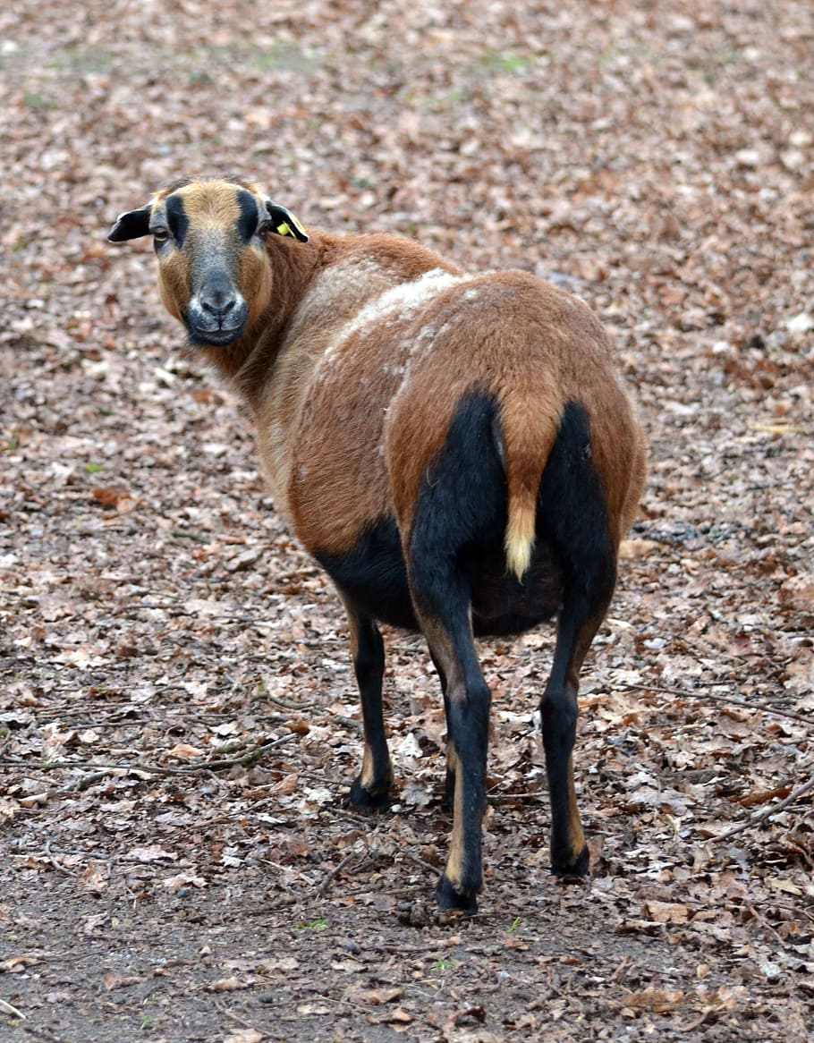 cameroon sheep, animal, pet, goats similar, knuffig, goat, brown, nature, wild, one animal