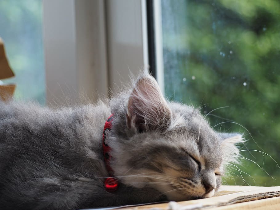 gray cat, cat, asleep, sleep, cute, the sleeping, relax, relaxing, to relax, sleeping cat