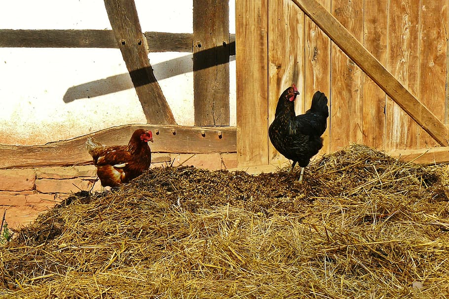 two, black, red, hens, standing, brown, soil, chickens, farm, dung