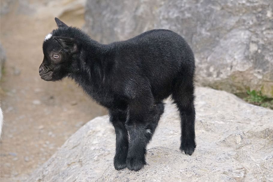 黒猫, ヤギ, 小人ヤギ, 西​​アフリカ, かわいい, ペット, 子供, 一匹の動物, 哺乳類, 黒い色