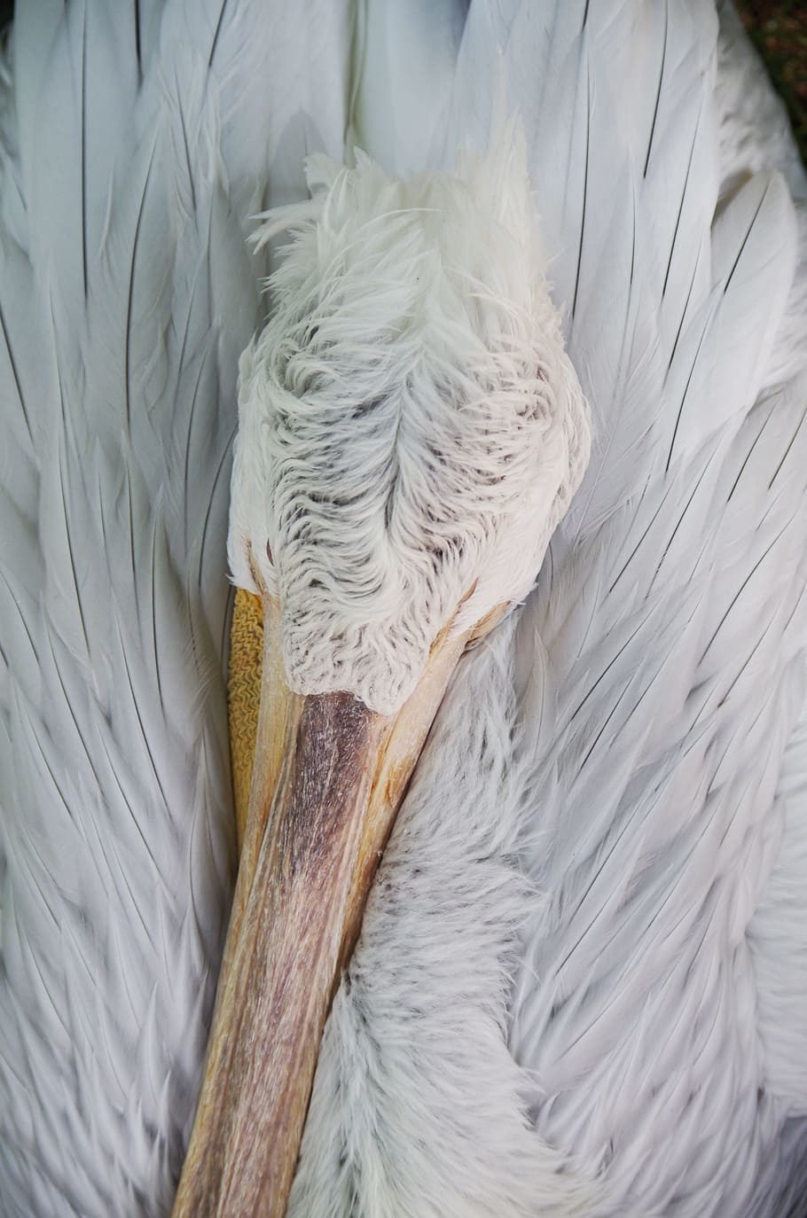 pelican, sleep, white, feathers, bird, close-up, white color, feather, high angle view, indoors