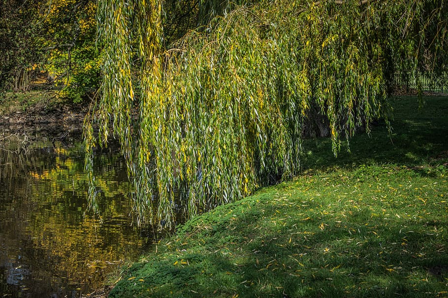 lake, willow, water, park, green, tree, landscape, nature, trees, autumn