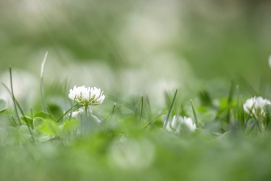 white, petaled flower field, focus photo, klee, grass, nature, flower, meadow, summer, garden