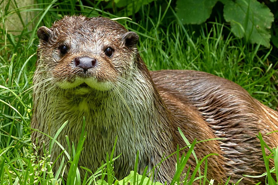 brown, green, grass, Otter, Lutra, Animal, Zoo, Wet, Curious, one animal
