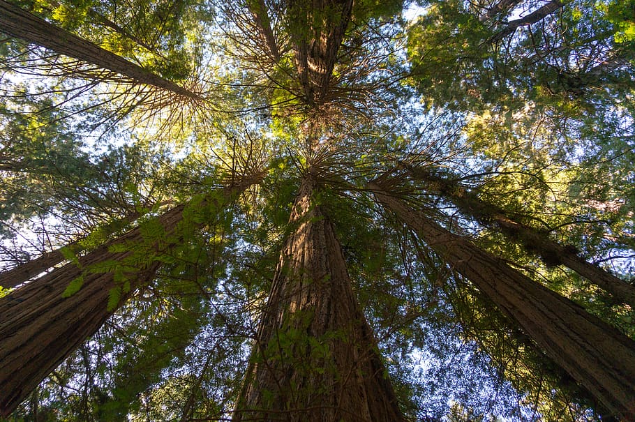 Redwood raksasa, san francisco, california, pohon, menanam, tampilan sudut rendah, batang pohon, pertumbuhan, bagasi, hutan