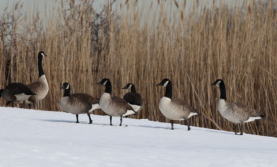 canada geese, birds, waterfowl, wildlife, nature, resting, cold, winter, snow, group