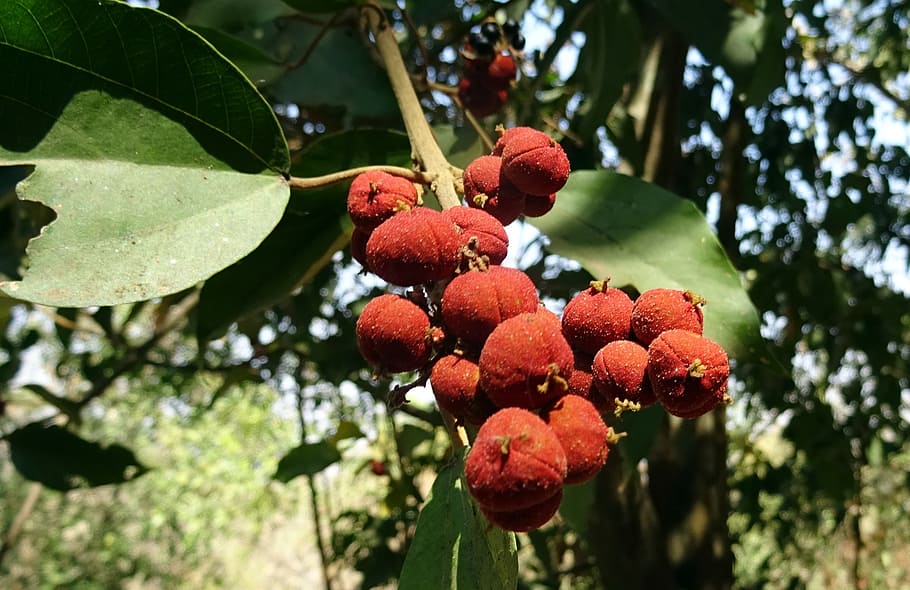 berries, berry, wild, plum, fruit, sahyadri, western ghats, flora, karnataka, india