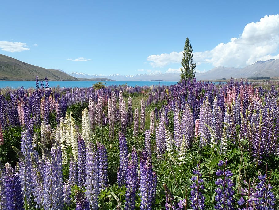 Púrpura, campo de flores de hisopo, durante el día, flores silvestres, vegetación, violeta, floración, primavera, temporada, naturaleza