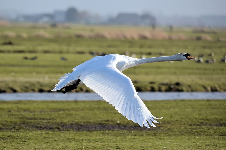 white, goose, flying, daytime, focus, photography, white goose, swan, bird, fly