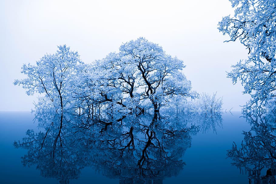 white, leaves, trees photography, nature, inspiration, trees, blue, artistically, art, mirroring