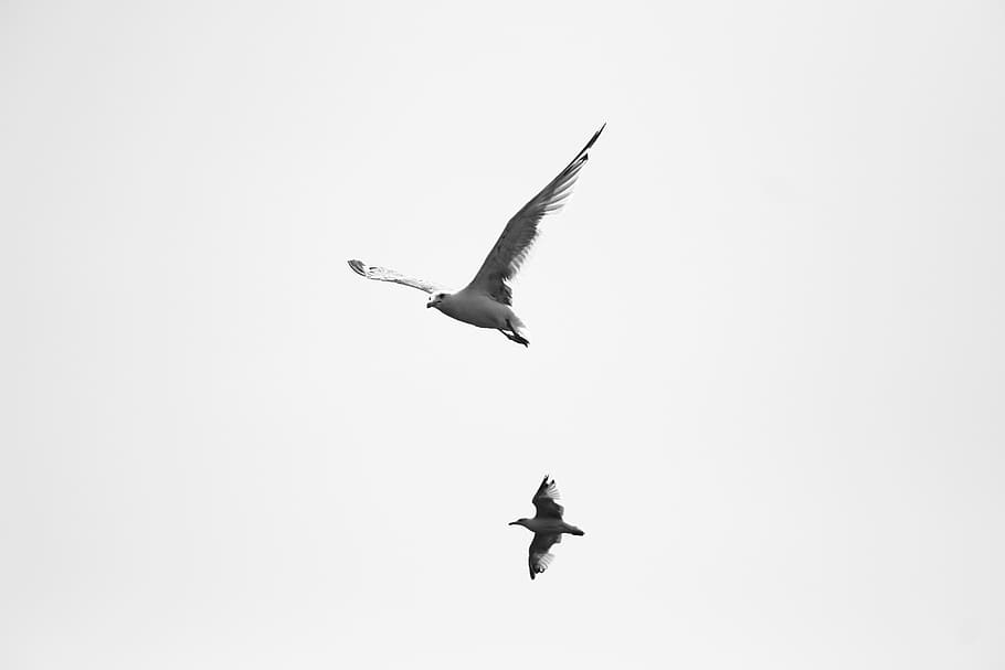 two, birds, flying, daytime, bird, fly, sky, white, wings vector, nature