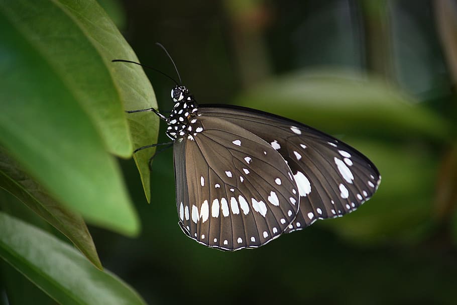 black, white, brown, butterfly perch, green, leaf tree, butterfly, wings, insect, common crow