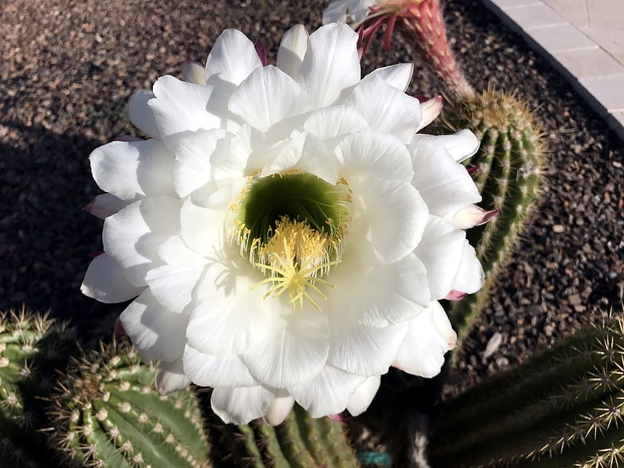 Cactus, Argentina, Gigante, Flor, flor del desierto, primavera, América, naturaleza, paisaje, planta
