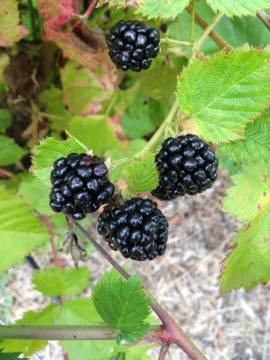 Blackberry, Fruit, Berry, Food, Fresh, green, nature, freshness, food and drink, healthy eating