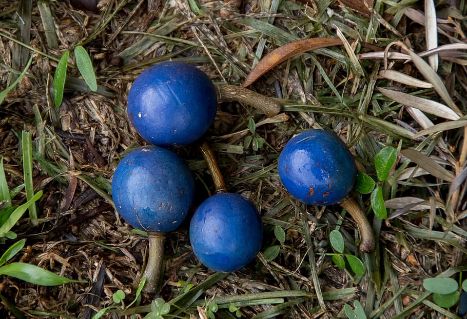 blue quandong, fruit, bright, round, elaeocarpus angustifolius, tree, white, feathery, profuse, rainforest