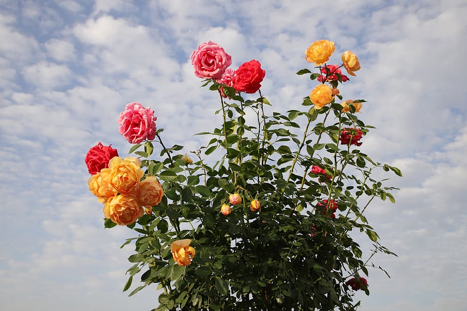 rosa, pétalo, flores, hermosas, bonitas flores, naturaleza, brotes, jardín  de rosas, medio fresco, plantas | Pxfuel