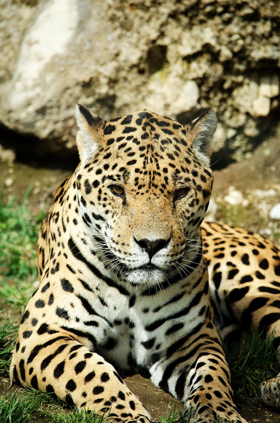 leopard, sitting, rock fragment, jaguar, cat, big cat, wildcat, predator, zoo, tiergarten