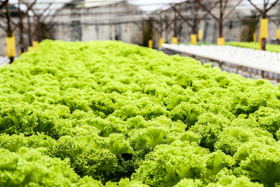 green vegetable lot, lettuce, green, vegetables, greens, healthy, food, fresh, farm, hydroponic