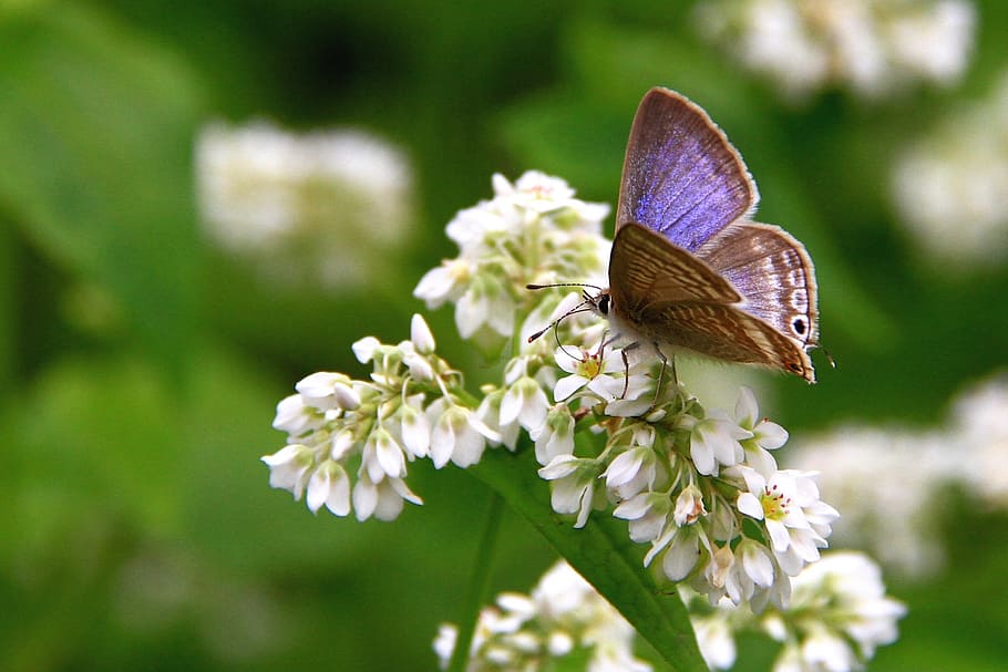 close-up photo, common, blue, butterfly, white, flower, corrugated small gray butterfly, purple, quentin chong, plant