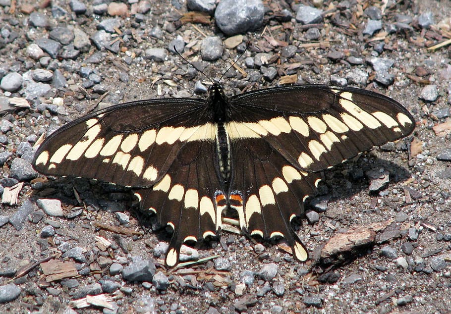 Raksasa Swallowtail, Papilio Cresphontes, kupu-kupu na terbesar, moneymore, ontario, kanada, serangga, kupu-kupu - Serangga, alam, hewan