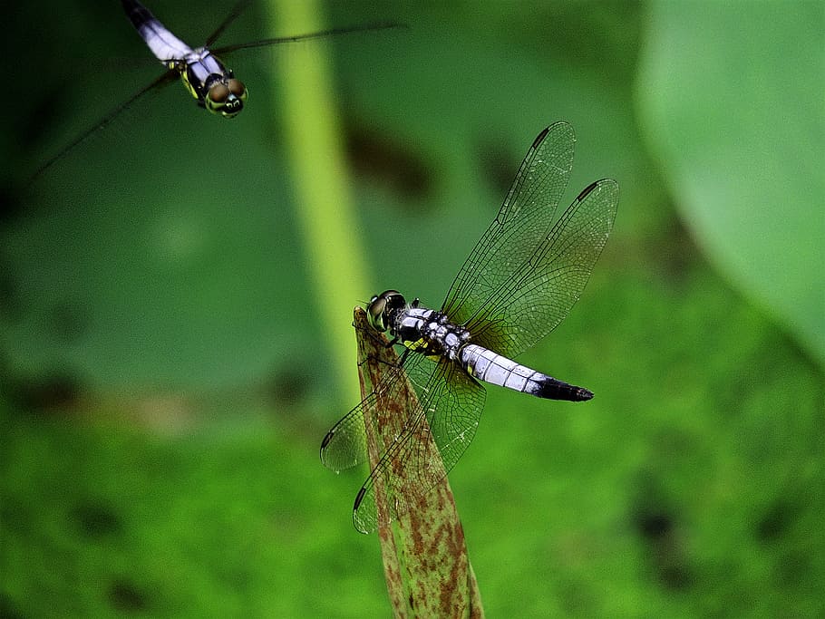 Hola, de cerca, libélula, encaramado, tallo, fotografía, durante el día, vida silvestre animal, animales en estado salvaje, insecto