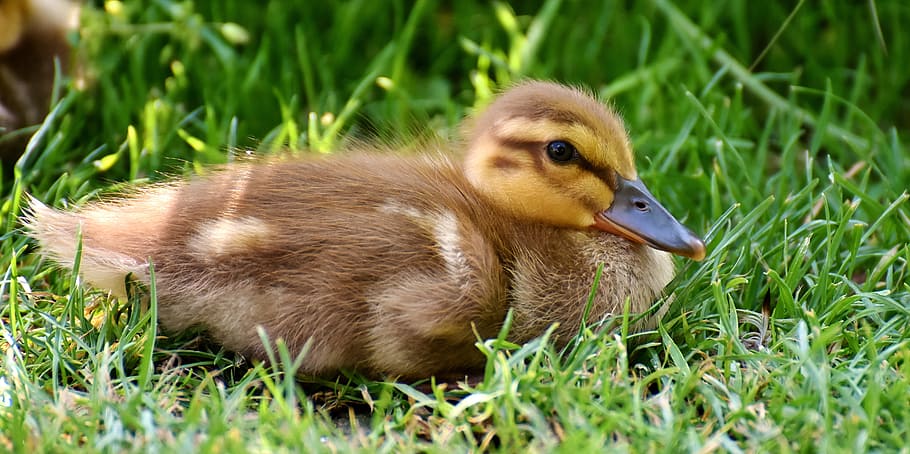 marrón, pato, verde, hierba, ánade real, polluelos, bebé, nadar, pequeño, lindo