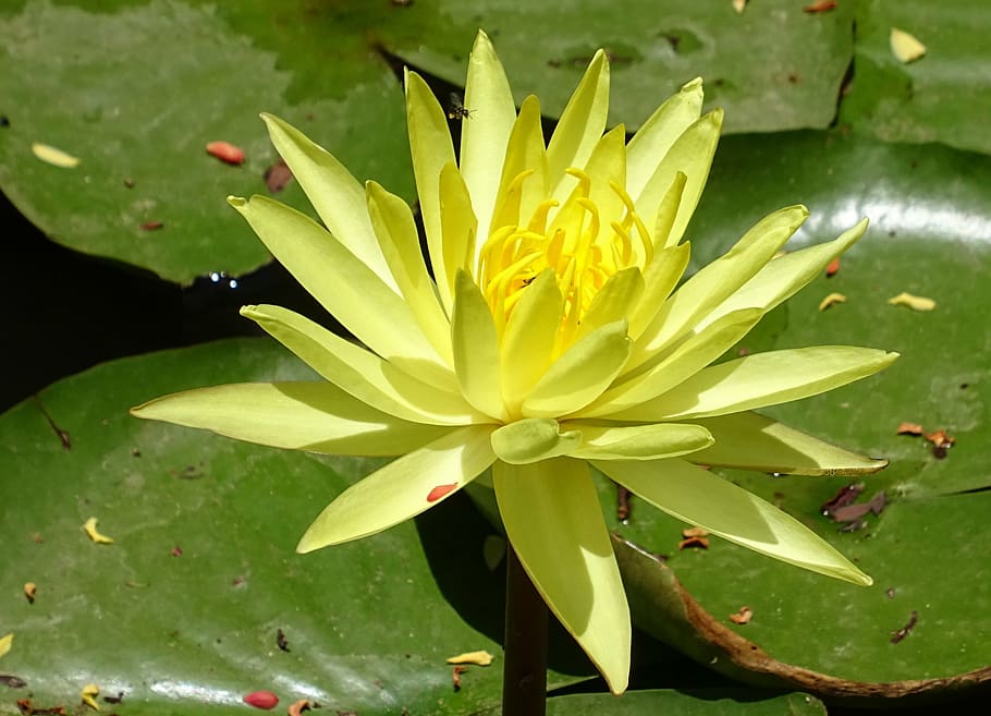 lily, flower, yellow, nymphaea mexicana, nymphaeaceae, yellow waterlily, mexican waterlily, banana waterlily, aquatic, plant