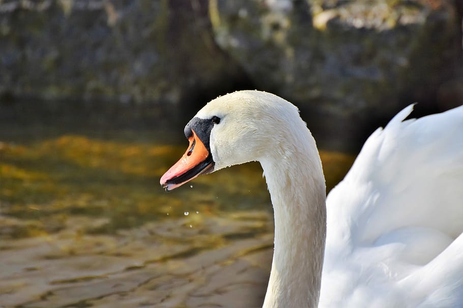 shallow, focus photography, white, duck, swan, water bird, schwimmvogel, pride, waterfowl, bird