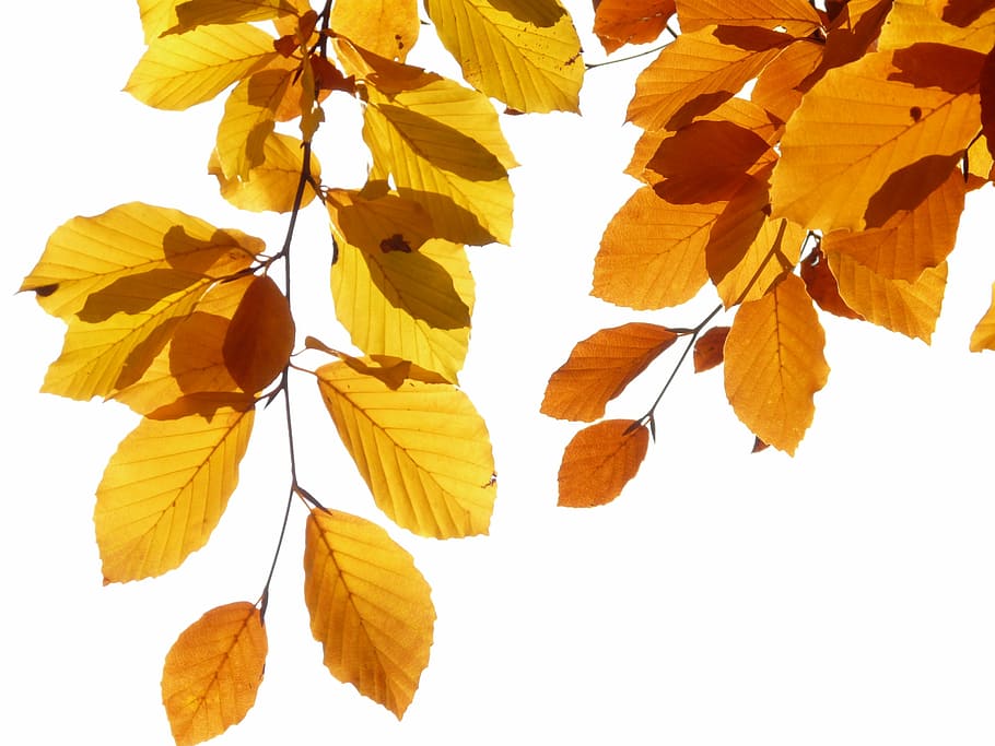 withered ovate leaves, beech, fagus sylvatica, fagus, deciduous tree, golden autumn, golden october, autumn, october, forest