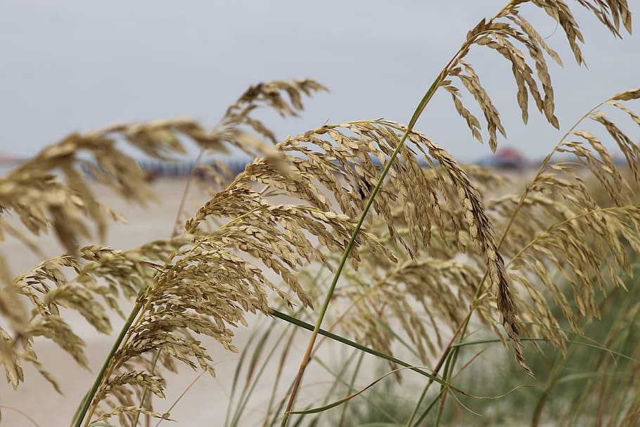 sea grass, beach, ocean, shore, summer, seaside, cereal plant, plant, agriculture, crop