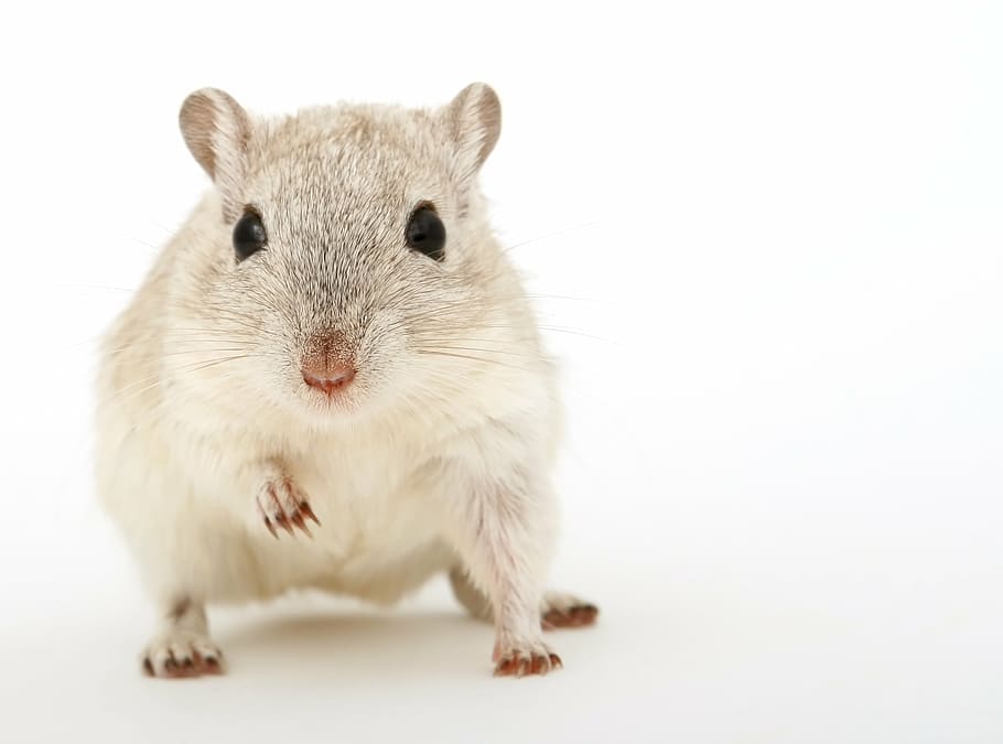 grey, white, hamster, background, animal, attractive, beautiful, brown, close, closeup