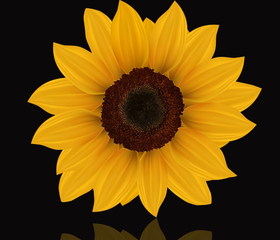 bunga, tanaman, alam, musim panas, bunga kuning, bunga matahari, latar belakang hitam, refleksi, romantis, kuning