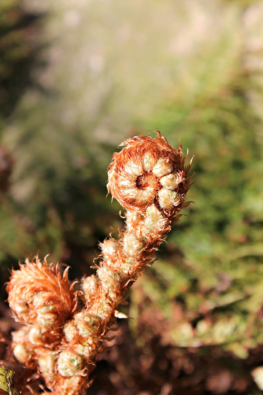 fiddlehead, fern, vessel sporenpflanze, plant, close-up, nature, day, focus on foreground, growth, beauty in nature