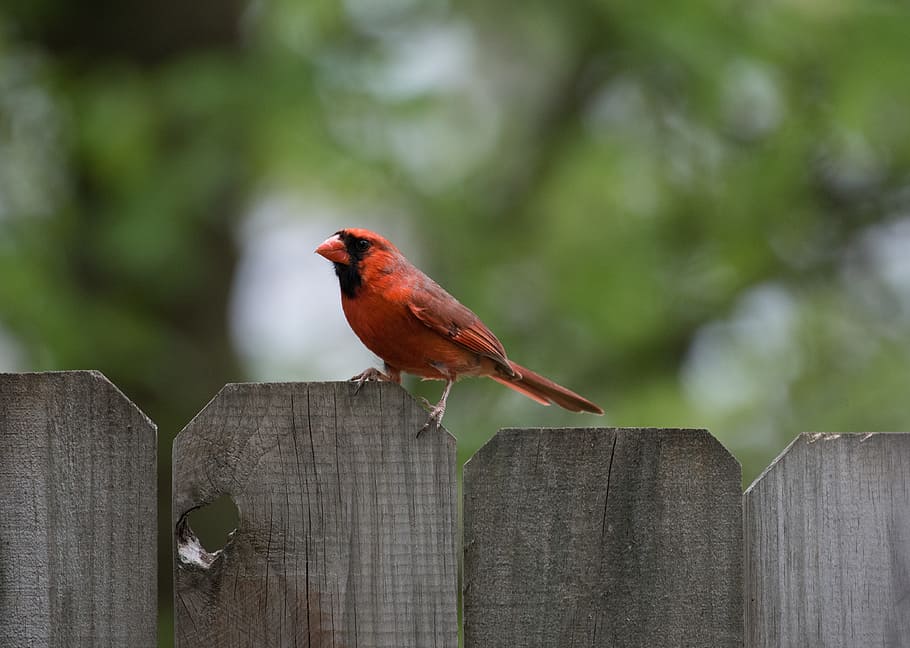 animals, birds, red, feathers, perched, fence, trees, still, vertebrate, animal themes