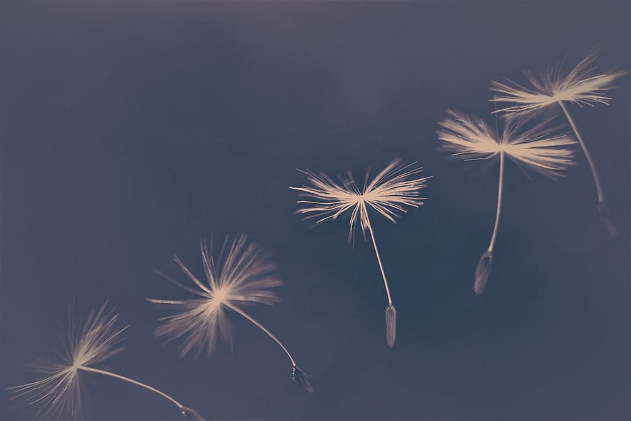 dandelion, umbrella, flying, blow, wish you, closeups, seeds, fluffy, macro, wind