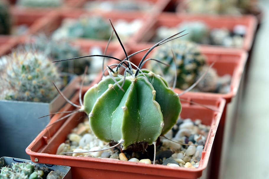 cactus, astrophytum, succulent, astrophytum senile, plant, scratchy, in a pot, closeup, collection, plants