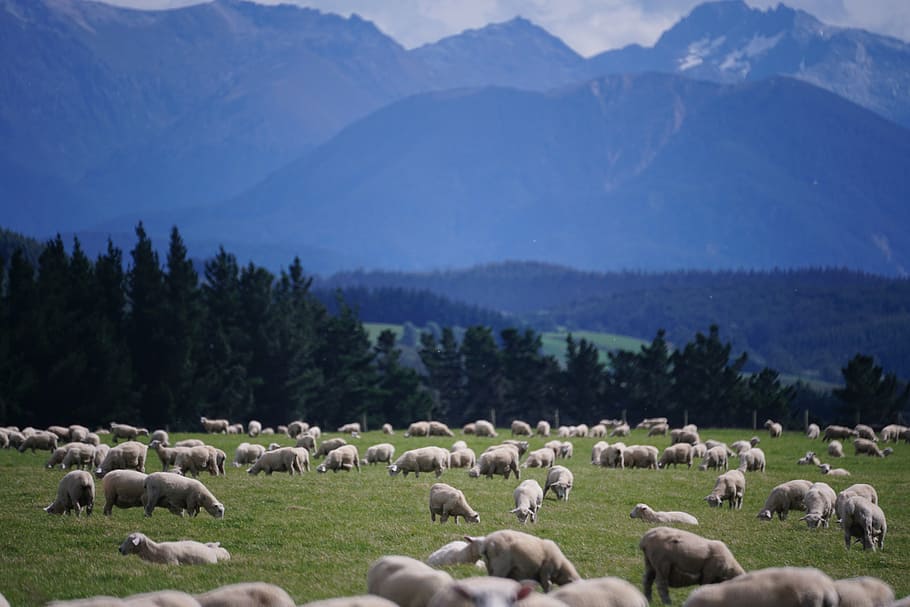 herd, sheep, daytime, new zealand, farm, agriculture, landscape, lamb, farming, mountain